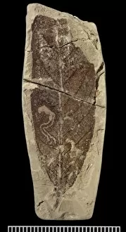 Palaeogene Gallery: Fossil leaf miner
