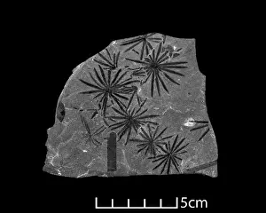 Polypodiophyta Prints: Fossil leaves of Calamites