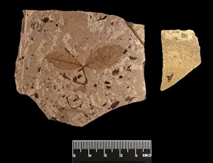 Cenozoic Prints: Fossil leaves and thorn of a rose