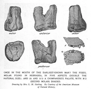 Archaeological Collection: Fossil molar of Nebraska man