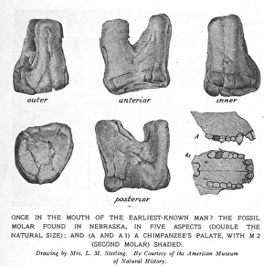 Remains Collection: Fossil molar of Nebraska man