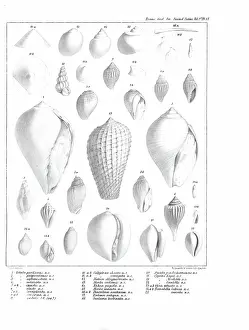 Illustrative Prints: Fossil mollusca