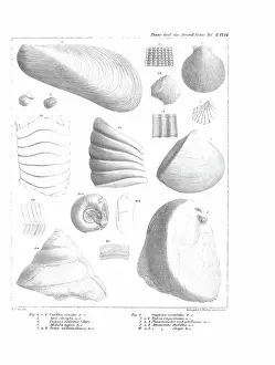 Illustrative Prints: Fossil mollusca