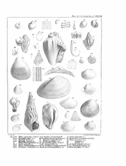 Illustrative Prints: Fossil mollusca