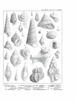 Illustrative Prints: Fossil mollusca
