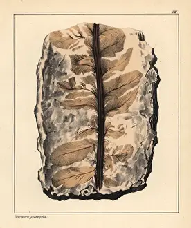 Fern Prints: Fossil of Neuropteris grandiflora, an extinct