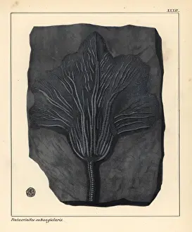 Crinoid Prints: Fossil of Pentacrinites subangularis, extinct