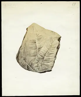 Quarterly Prints: Fossil plant from Otago