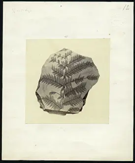 Quarterly Prints: Fossil plant from Otago