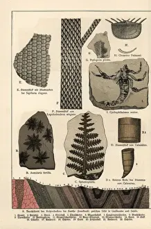 Mineralogy Prints: Fossil plants and a scorpion