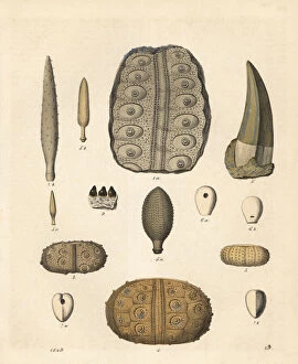 Fossil sea urchins, Megalosaurus tooth and Gyrodus teeth