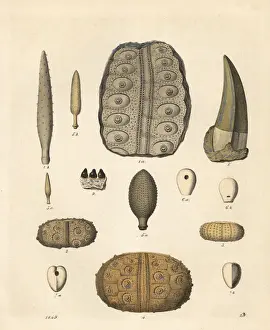 Maximus Prints: Fossil sea urchins, Megalosaurus tooth and Gyrodus teeth
