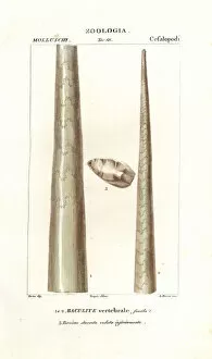 Fossil shell of baculite or walking stick rock