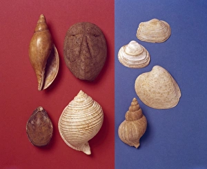 Tertiary Period Gallery: Fossil shells