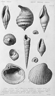 Tertiary Period Gallery: Fossil shells of the Eocene Tertiary Period