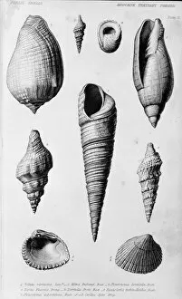 Mollusca Collection: Fossil shells of the Miocene Tertiary Period