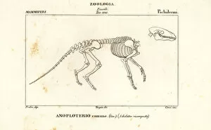 Fossil skeleton of an extinct Anoplotherium commune