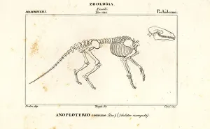 Fossil skeleton of an extinct Anoplotherium commune Fossil skeleton of an extinct Anoplotherium commune