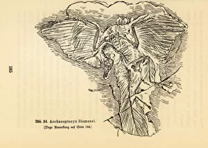 Hugo Collection: Fossil skeleton of an extinct Archaeopteryx siemensii