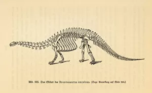Fossil skeleton of an extinct Brontosaurus excelsus