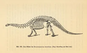 Dinosaurs Collection: Fossil skeleton of an extinct Brontosaurus excelsus
