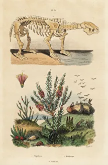 Americanum Gallery: Fossil skeleton of an extinct giant ground