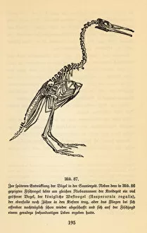 Fossil skeleton of an extinct Hesperornis regalis
