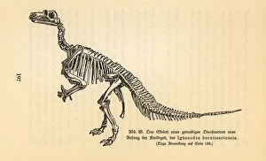 Fossil skeleton of an extinct Iguanodon bernissartensis