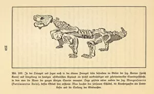 Prehistory Collection: Fossil skeleton of an extinct Pareiasaur, Bradysaurus baini