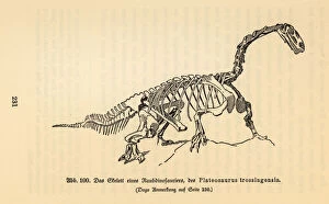 Fossil skeleton of an extinct Plateosaurus trossingensis
