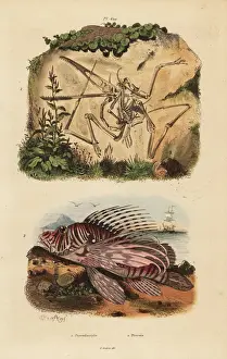 Casse Prints: Fossil skeleton of an extinct pterodactyl