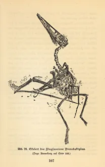 Images Dated 10th October 2019: Fossil skeleton of an extinct Pterodactyl