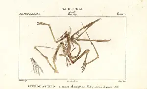 Fossil skeleton of an extinct pterodactyl, Pterodactylus