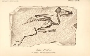 Alcedo Gallery: Fossil skeleton of an extinct species of kingfisher