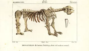 Fossil skeleton of the giant ground sloth, Megatherium
