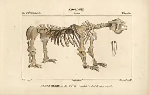 Cuvier Prints: Fossil skeleton of a Great Beast, Megatherium