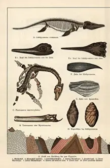 Fossil skeleton, tooth, skull and excrement