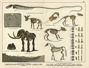 Mineralogy Collection: Fossil skeletons of extinct bat, giraffid