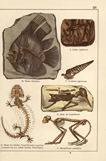 Skeletons Prints: Fossil skeletons of fish, shell, bird and monkey