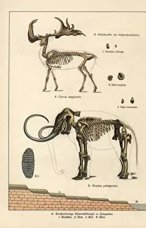 Mineralogy Collection: Fossil skeletons of great Irish deer and woolly mammoth