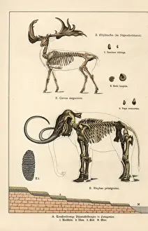 Skeletons Prints: Fossil skeletons of great Irish deer and woolly mammoth