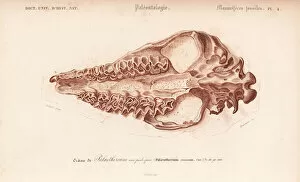 Universel Gallery: Fossil skull of extinct Palaeotherium crassum