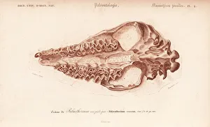 Universel Gallery: Fossil skull of extinct Palaeotherium crassum