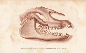 Fossil skull of extinct Palaeotherium crassum