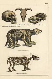 Fossil skulls and skeletons