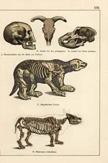 Gotthilfheinrichvonschubert Prints: Fossil skulls and skeletons