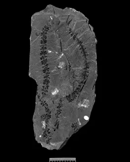 Polypodiophyta Prints: Fossil Sphenophyllum