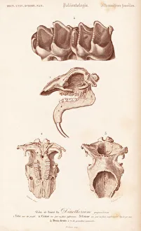 Universel Gallery: Fossil teeth, skull and jaw of the extinct