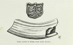 Bahia Prints: Fossil tooth of horse, from Bahia Blanca