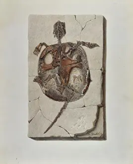 Transactions Prints: Fossil tortoise from Oeningen